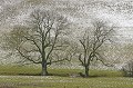  arbres,chêne,neige 